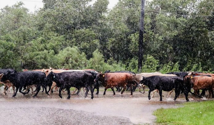 hurricane-harvey-cattle-usda.1 Hurricane Harvey cattle usda