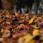 How to use fall leaves to improve your lawn and garden leaves