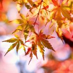 Experts predict beautiful fall foliage display maple leaves