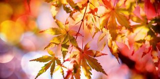 Experts predict beautiful fall foliage display maple leaves