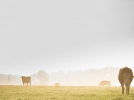 Fog and cows.
