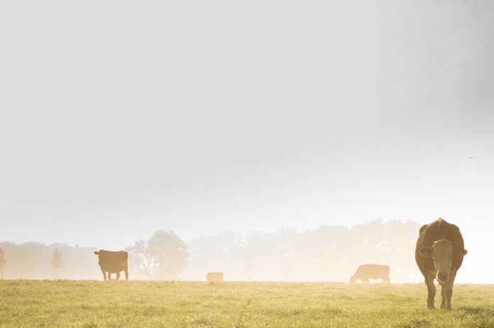 Fog and cows. Fog and cows.