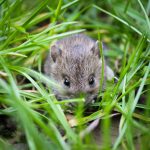 Keeping animals out of the house isn’t easy mouse