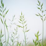 Choose the right forage mix for your grazing needs