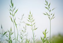 Choose the right forage mix for your grazing needs