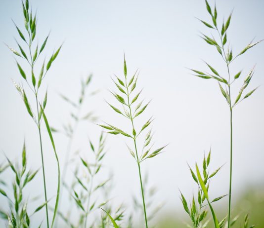 Is fescue toxicosis spreading north?