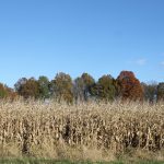 Anticipation and disappointment fall field of corn