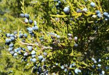 The juniper and me Eastern Red Cedar
