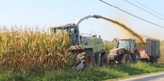 chopping corn silage