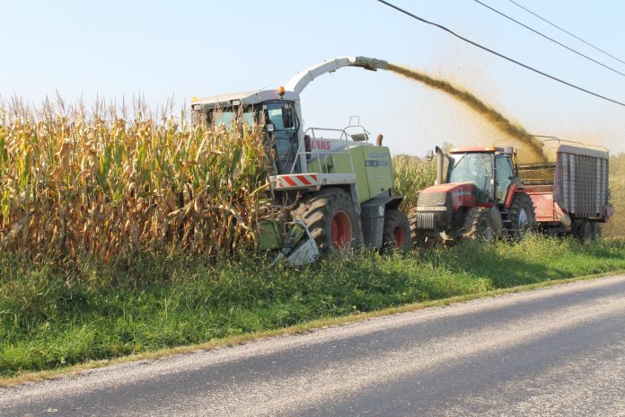 chopping corn silage