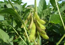 Nominations open for Ohio Certified Crop Adviser of the Year Soybeans