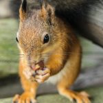 Food plot diversity benefits wildlife squirrel