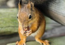 Food plot diversity benefits wildlife squirrel