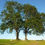 How to manage woodlots with dying ash trees