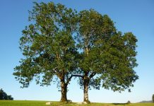 How to manage woodlots with dying ash trees