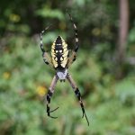 Meet some common spiders