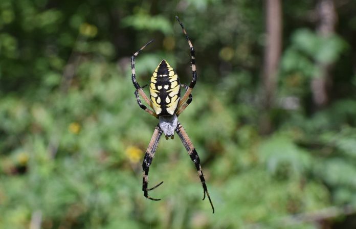 yellow-garden-spider-2726958_1280