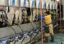 Use your five senses to work with cows Farmer milking cows