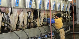 Farmer milking cows