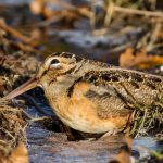 Spotting the American Woodcock American Woodcock