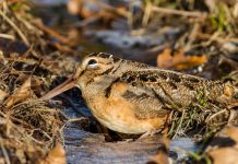 Spotting the American Woodcock American Woodcock