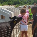 Keeping children busy keeps them out of trouble Girl and boy petting calf