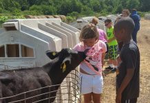 Keeping children busy keeps them out of trouble Girl and boy petting calf