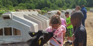 Girl and boy petting calf