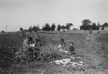 Mechanical corn pickers were off to a slow start Corn husking