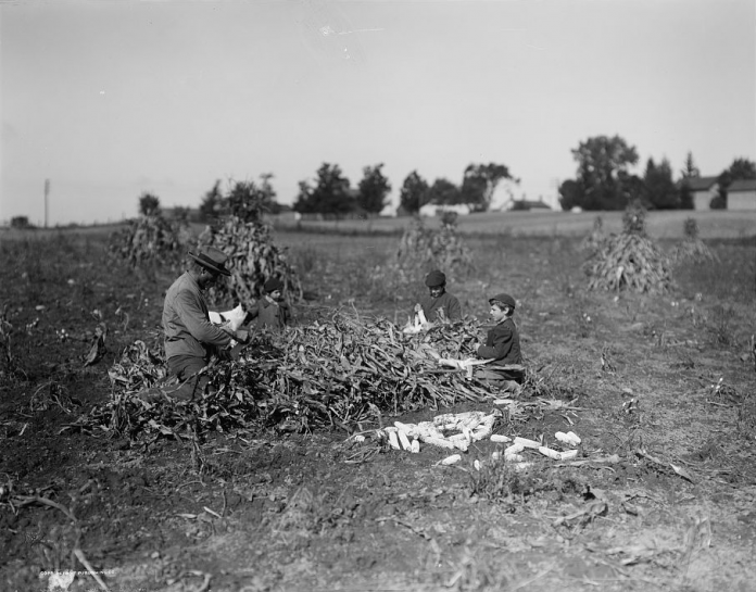 Corn husking Corn husking