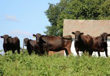 Is there a place for Wagyu in Ohio? Wagyu herd