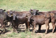 5 things to know about Wagyu beef Wagyu herd.