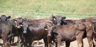 5 things to know about Wagyu beef Wagyu herd.