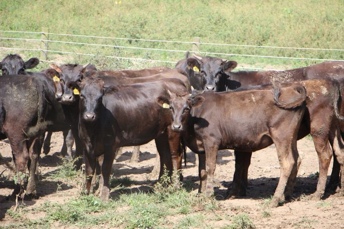 Wagyu herd. Wagyu herd.