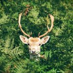 Deer steward series planned in 3 Ohio counties deer