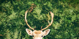 Hunt legally with these considerations deer