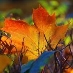 Letting the night come autumn