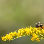 Understanding nature’s heroes: The power of pollinators bumblebee