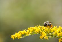 Understanding nature’s heroes: The power of pollinators bumblebee