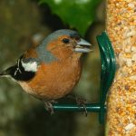 Start watching your bird feeders Bird at feeder