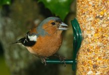Start watching your bird feeders Bird at feeder