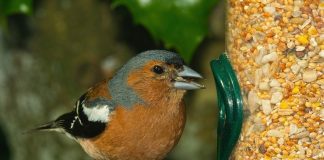 Start watching your bird feeders Bird at feeder