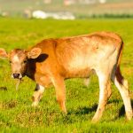 What to do if the ideal grazing scenario doesn’t work calf
