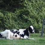 Troubleshooting pregnancy rates cow