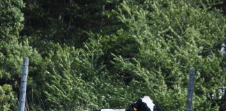 Mastitis and reproduction: Is there a connection? cow