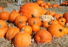 5 tips for picking the perfect carving pumpkin A field of pumpkins stacked in hay.