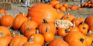A field of pumpkins stacked in hay.
