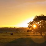 Farm Driving Bales of hay in a field.
