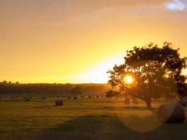 Bales of hay in a field.