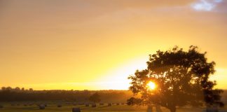 Farm Driving Bales of hay in a field.